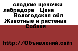 сладкие щеночки лабрадора › Цена ­ 25 000 - Вологодская обл. Животные и растения » Собаки   